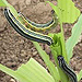 War report: fighting armyworms