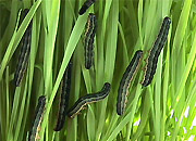 African armyworms on vegetation