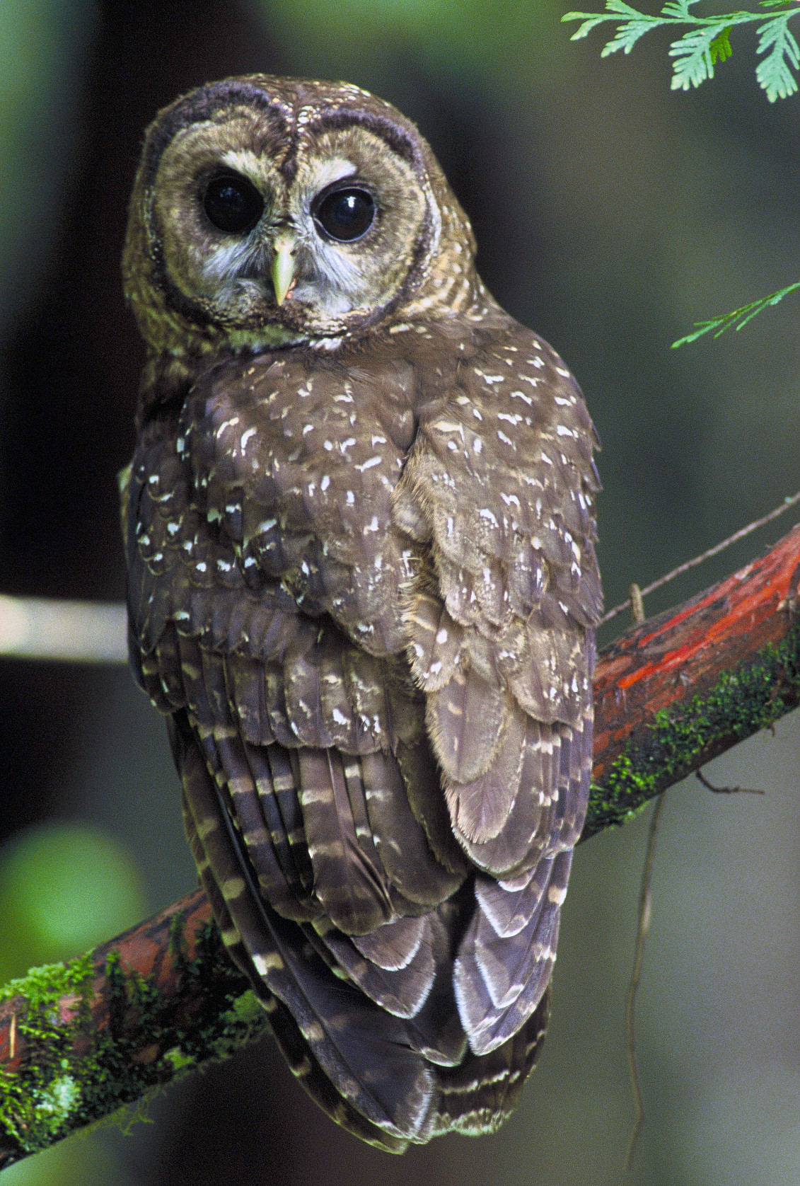 Northern spotted owl, a near threatened species whose wingspan is approximately one metre.