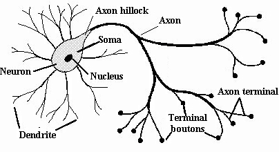 axon hillock