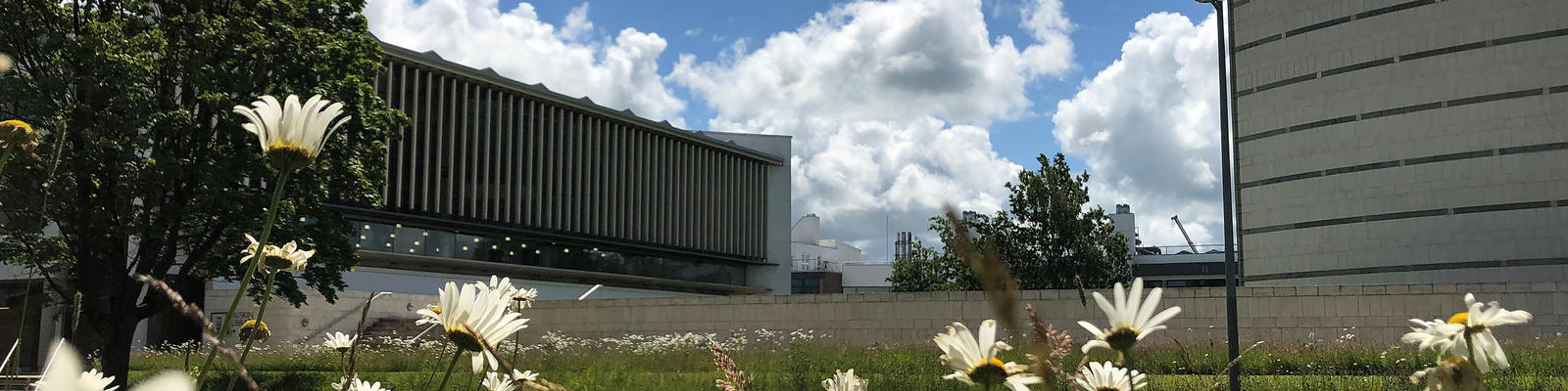 Wildflowers and the Library and Ruskin