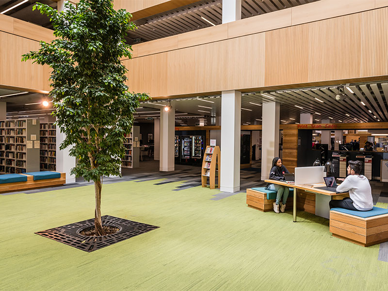 The library tree area with desks and book shelves in the background.