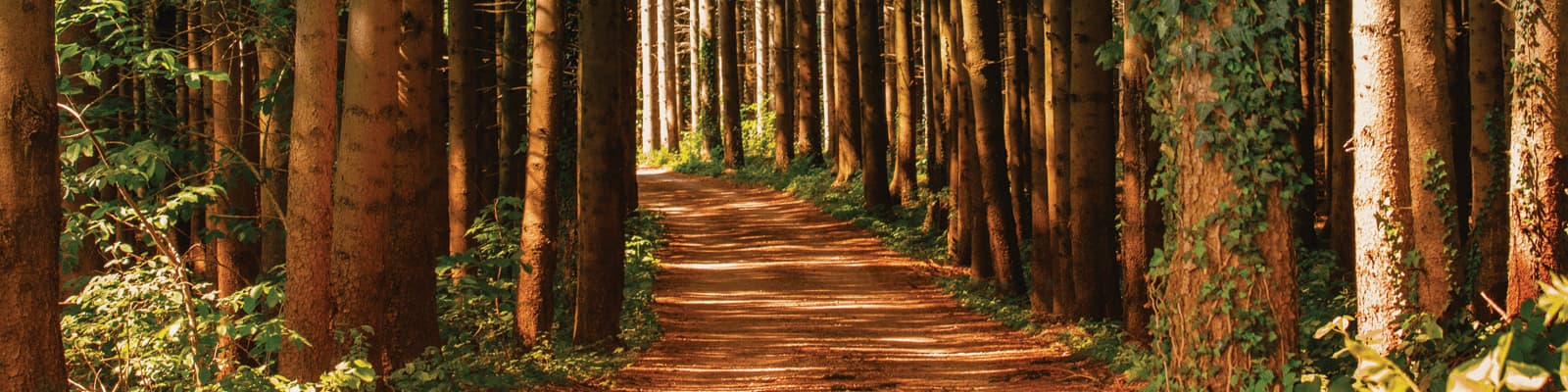 A path through a forest