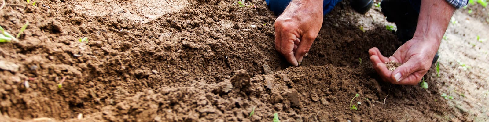 Seeds are planted into soil by hand