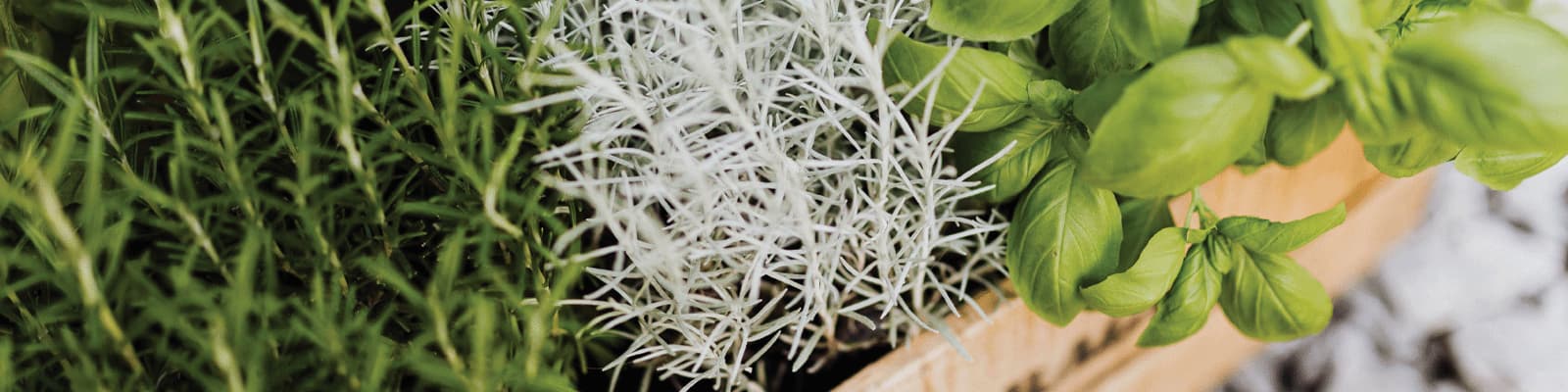 A box growing rosemarry, fennel, and basil