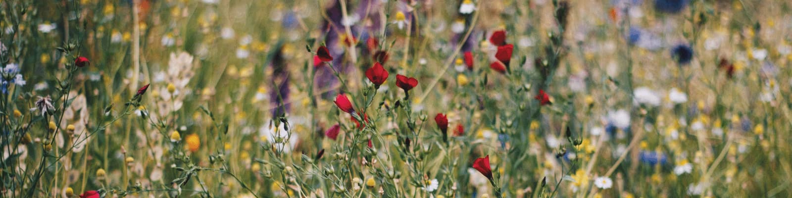 A field of wildflowers