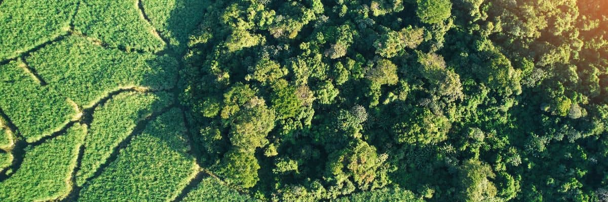 An aerial shot of fields next to woodland