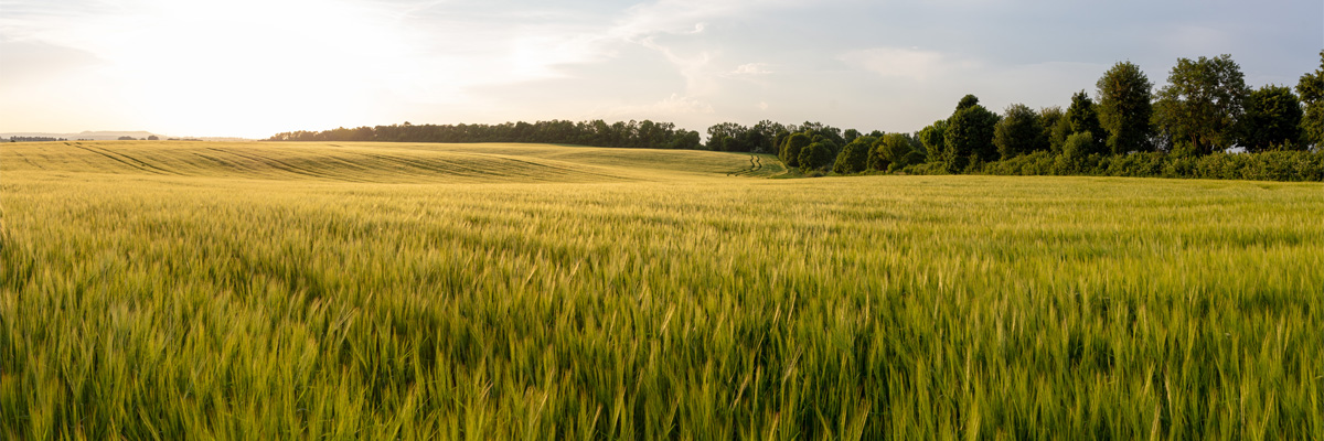 A wheat field