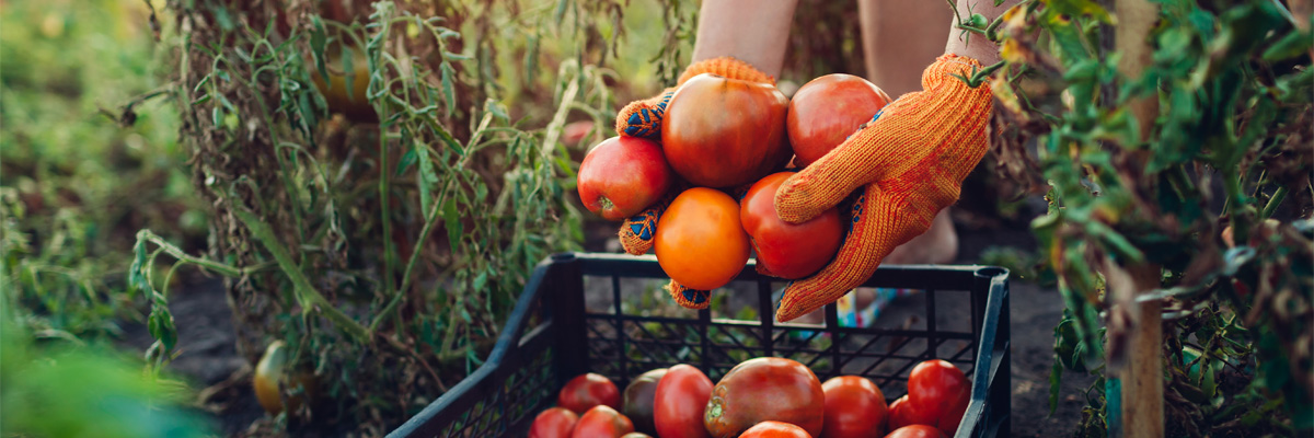 A person putting tomatoes into a crate