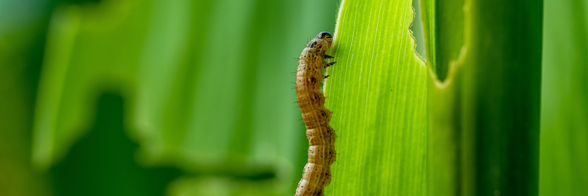 An armyworm on a maize plant