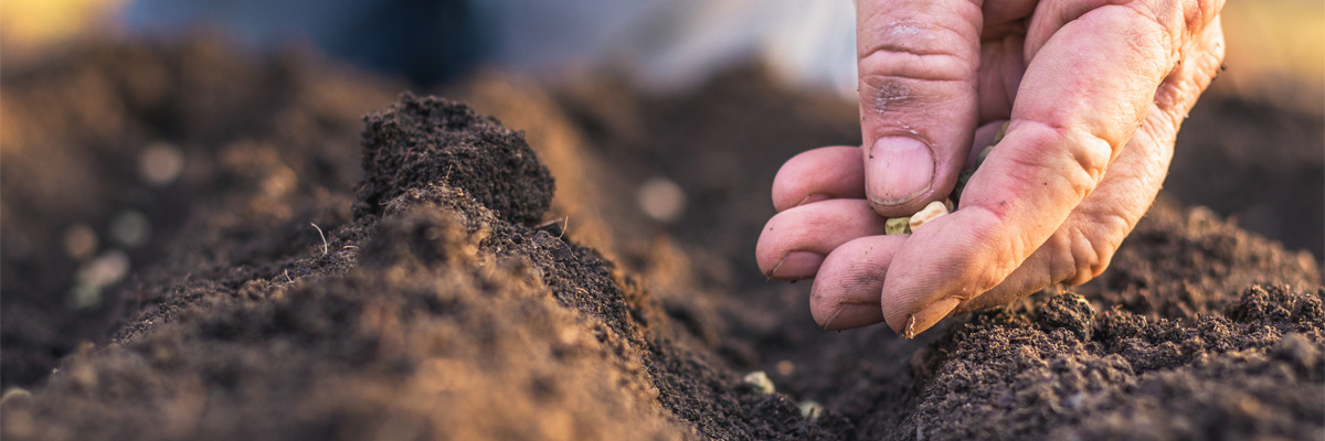 A person sowing seeds