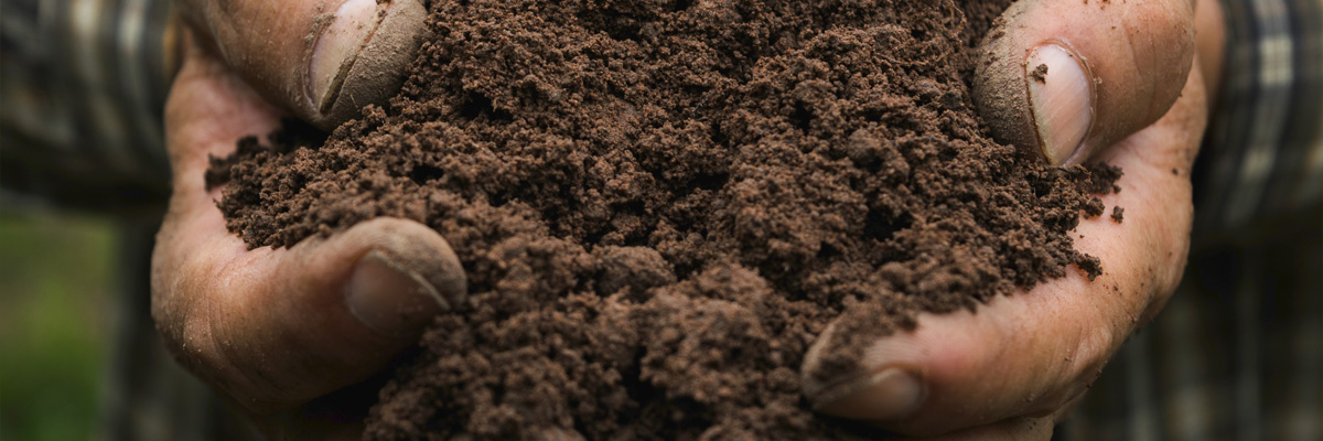 A person holding some soil