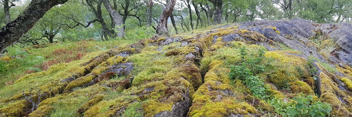 A limestone pavement covered in moss and lichen and surrounded by trees