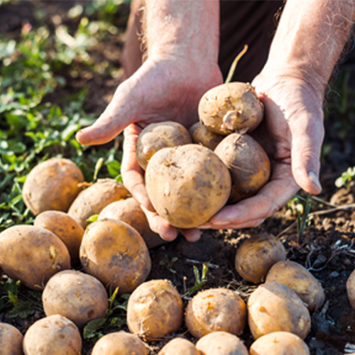 Someone picking potatoes