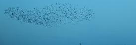 Murmuration of Starlings in the Sky