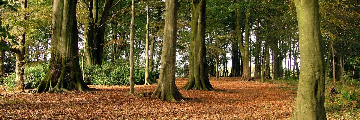 Autumn trees on campus