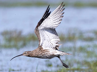 Bird taking flight