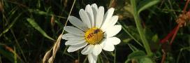 An image of a hoverfly on a daisy, first used to illustrate a blog piece on bees and pollen by Philip Donkersley