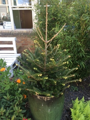 Christmas tree in pot with new growth