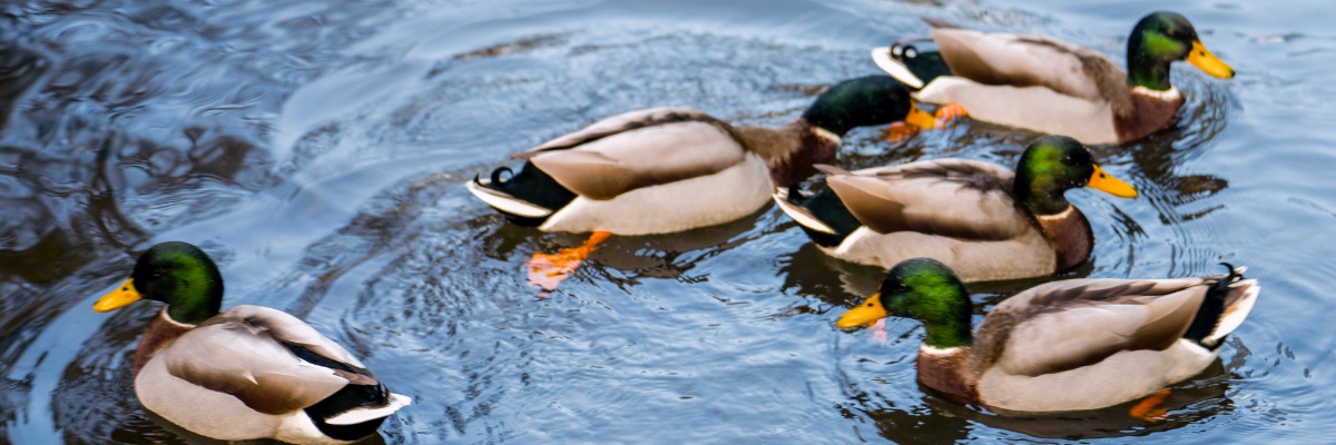 Ducks swim in a pond on campus