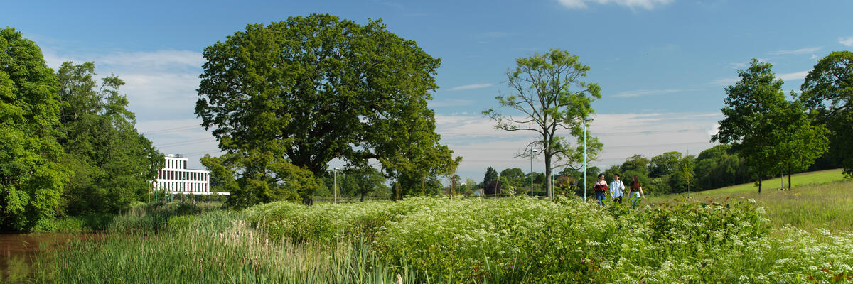 Greenery by Lake Carter