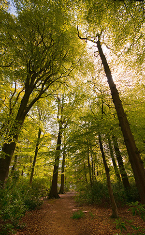 Green Lancaster | Lancaster University