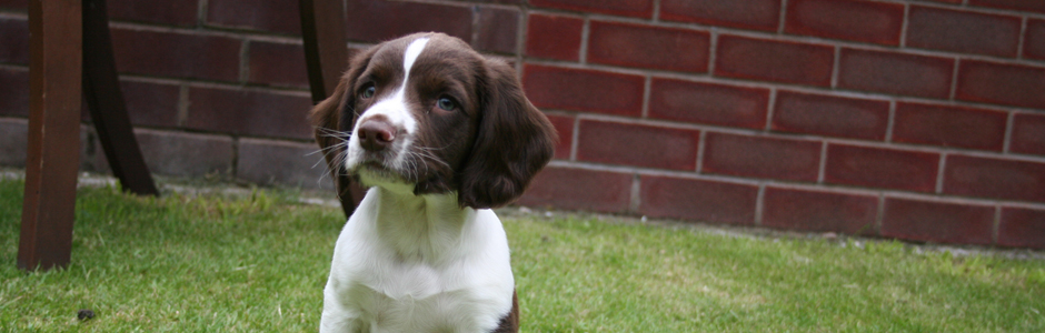 "My dog, Jack 8 weeks"