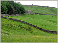 Dentdale: field