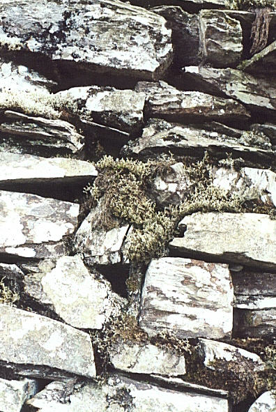 photo of moss on a wall