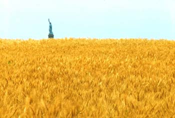 photo of wheatfield by Denes