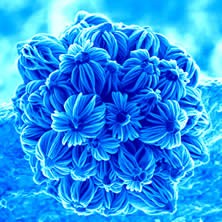 image of nano-flower
