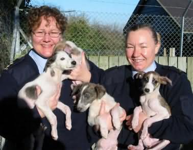 photo of rspca puppies for rehoming