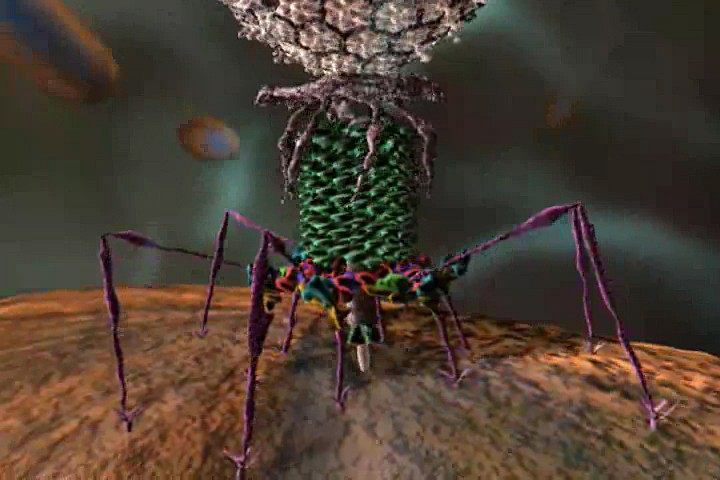image of T4 virus