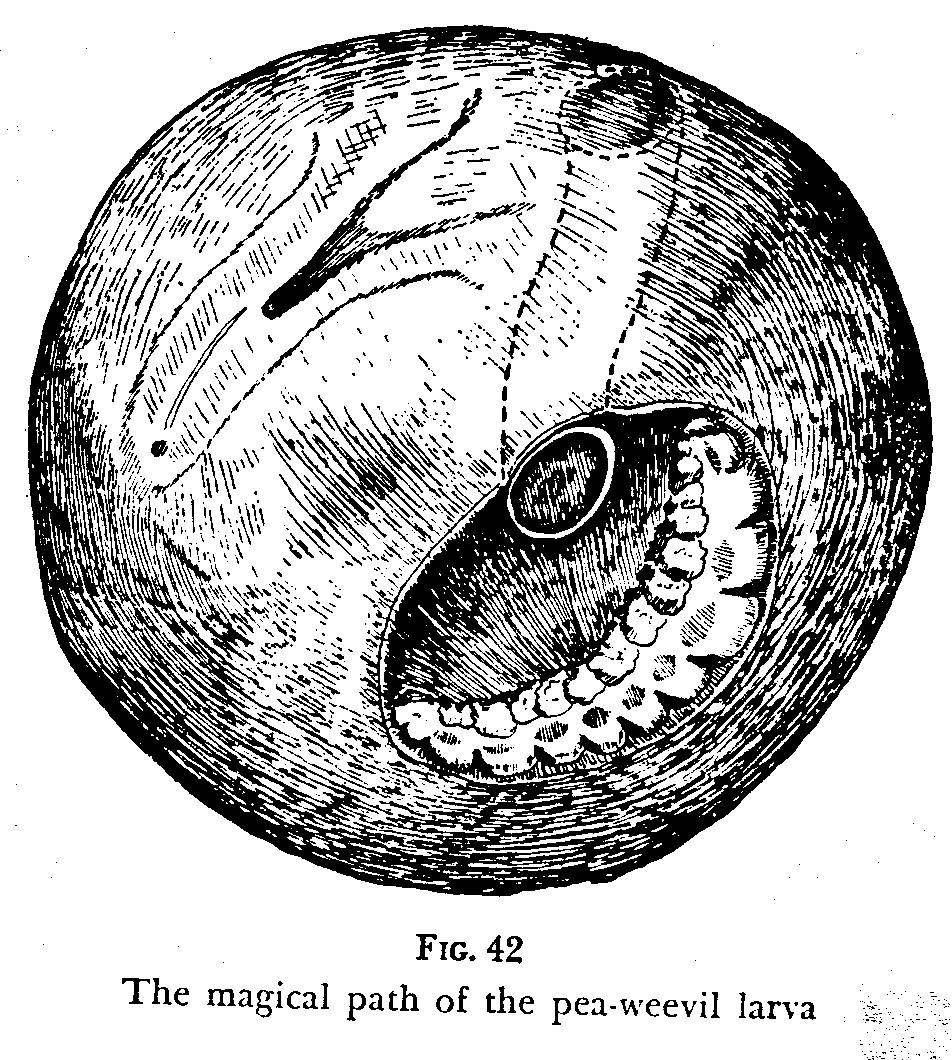 pea weevil diagramme