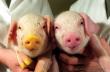 photo of transgenic pigs