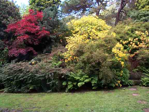 Rhododendrons